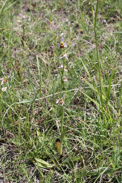 Изображение особи Ophrys apifera.