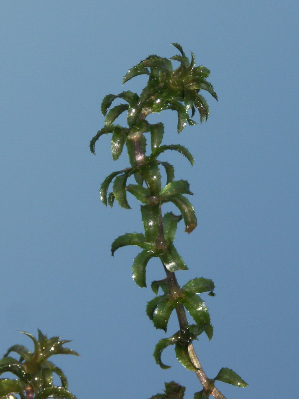 Image of Hydrilla verticillata specimen.