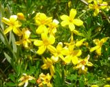 Jasminum fruticans. Цветки и листья. Черноморское побережье Кавказа, Новороссийск, близ мыса Шесхарис, в подлеске можжевелового редколесья. 9 мая 2010 г.