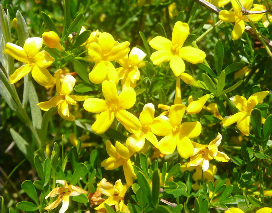 Image of Jasminum fruticans specimen.