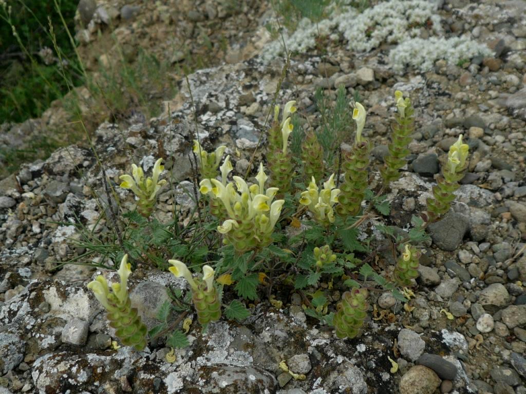 Изображение особи Scutellaria orientalis.