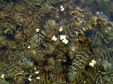 Ceratophyllum demersum
