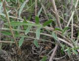 Centaurea majorovii