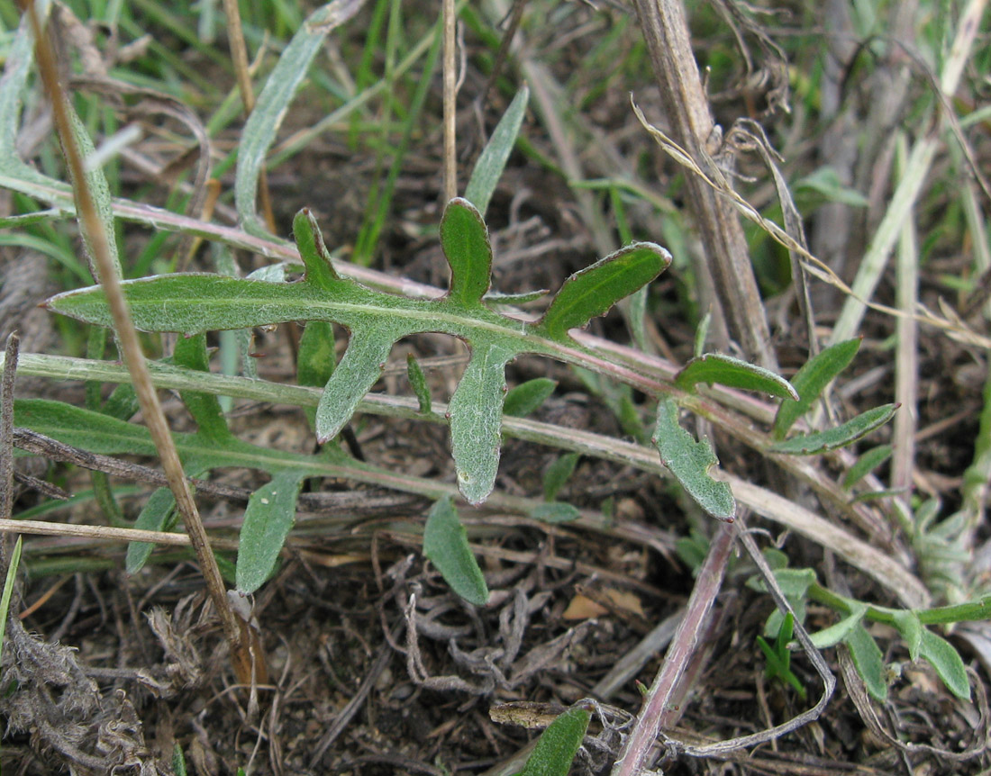 Image of Centaurea majorovii specimen.