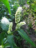 Persicaria scabra