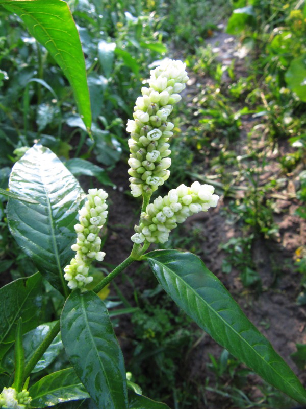 Изображение особи Persicaria scabra.