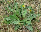 Taraxacum karatavicum. Плодоносящее растение. Казахстан, Кызылординская обл., Жанакорганский р-н, каратавская куэста, долина р. Бесарык. 29.04.2011.