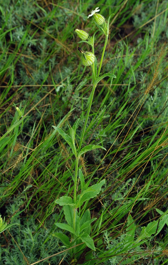 Image of Melandrium album specimen.