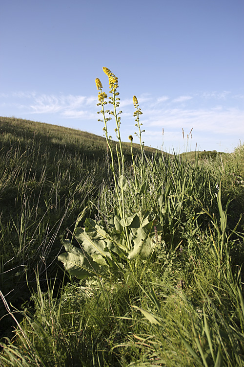 Image of Ligularia heterophylla specimen.