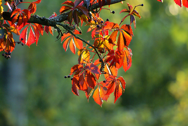 Изображение особи Parthenocissus quinquefolia.