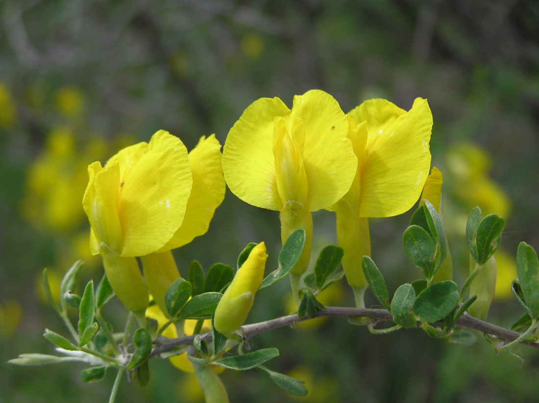 Изображение особи Chamaecytisus ruthenicus.