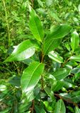 Salix pentandra