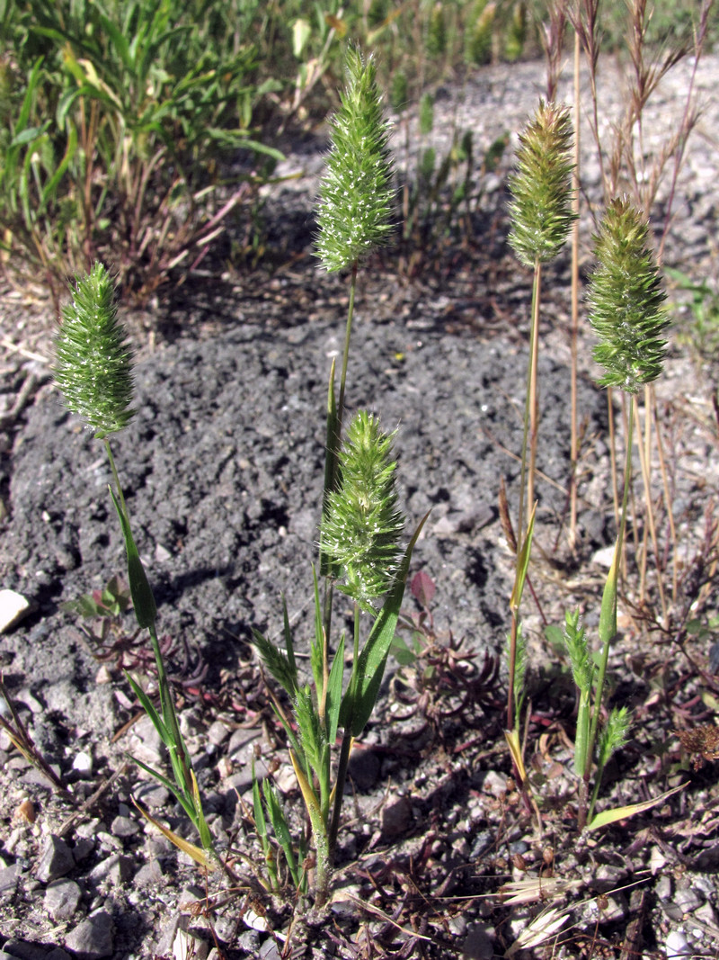 Изображение особи Rostraria cristata.