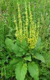 Verbascum nigrum. Цветущее растение. Ярославская обл., Переславский р-н, с. Елизарово, берег р. Шаха. 09.07.2011.