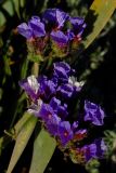 Limonium sinuatum