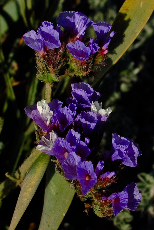 Изображение особи Limonium sinuatum.