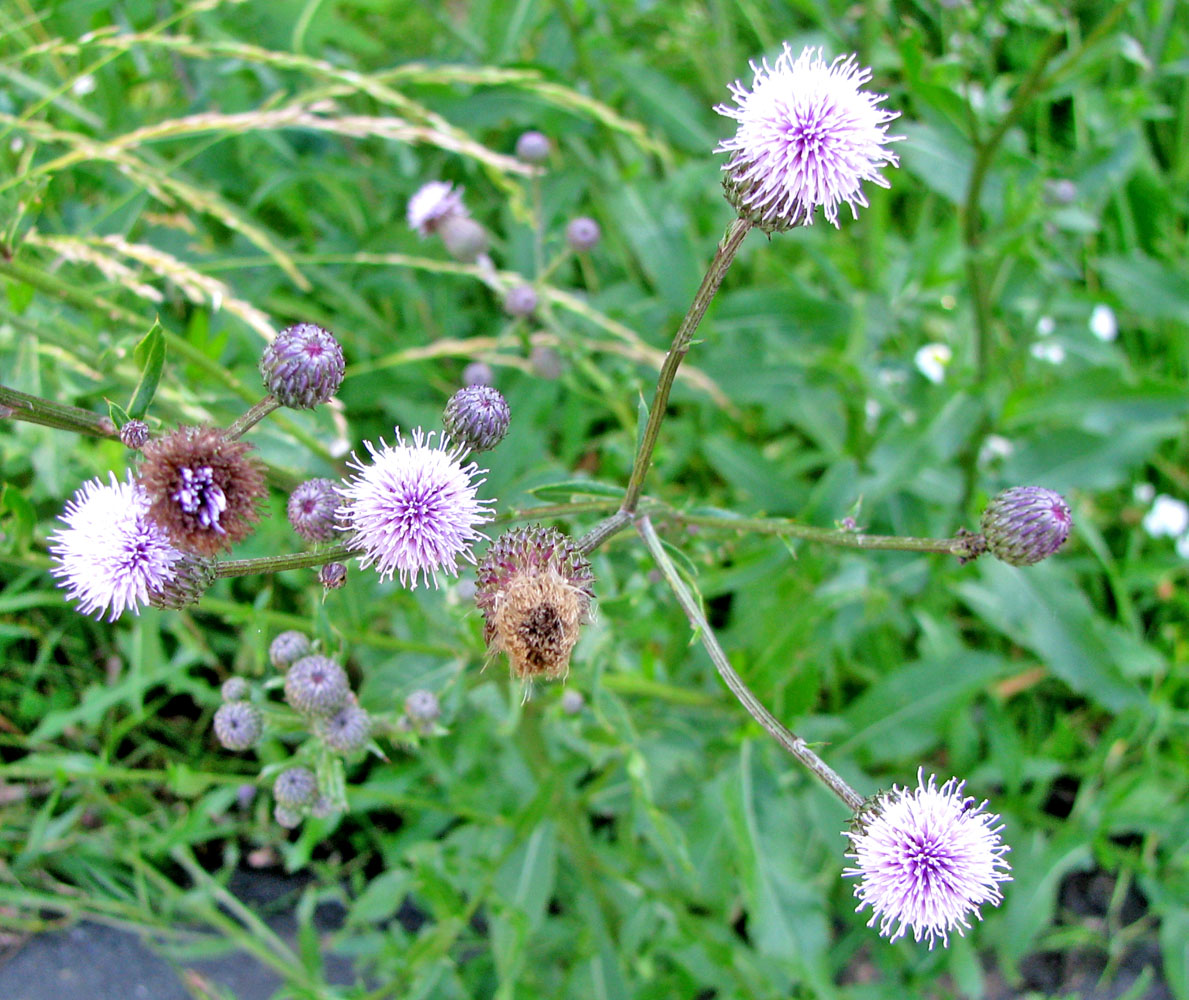 Изображение особи Cirsium setosum.