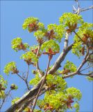 Image of taxon representative. Author is Михаил Лучкин