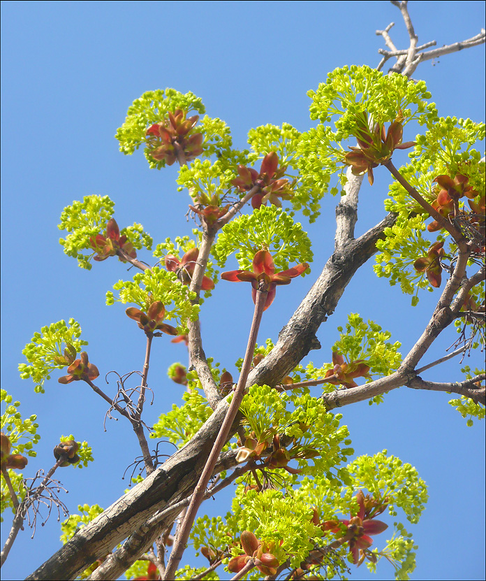 Image of Acer platanoides specimen.