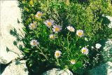 Aster alpinus