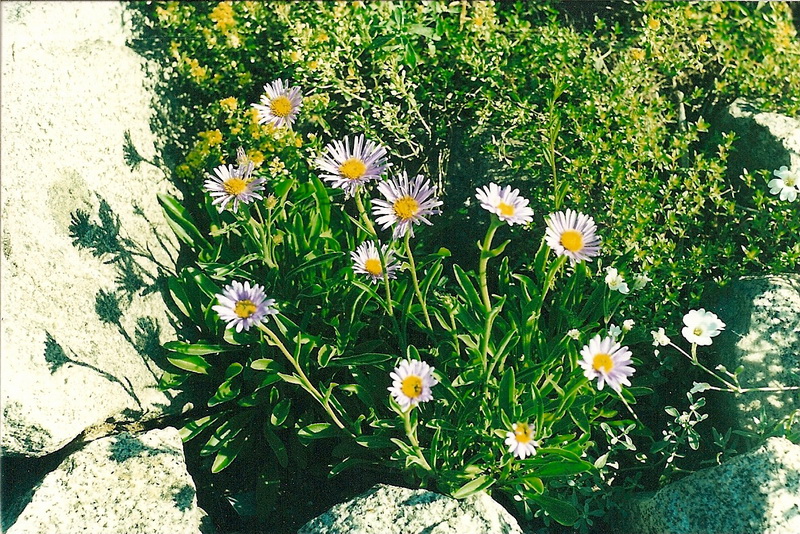 Изображение особи Aster alpinus.