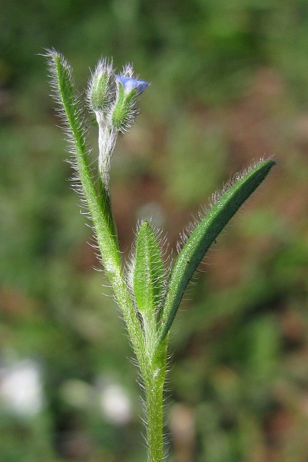 Image of Myosotis ramosissima specimen.