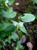 Commelina communis. Верхушка побега с цветком (белоцветковая форма). СВ Турция, пров. Ризе (Rize). 20.08.2011.