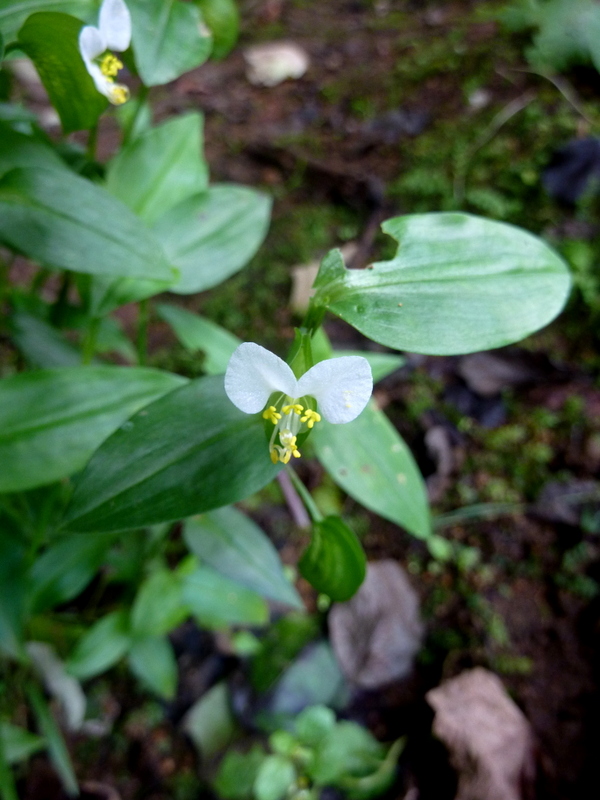 Изображение особи Commelina communis.