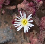 Mesembryanthemum nodiflorum