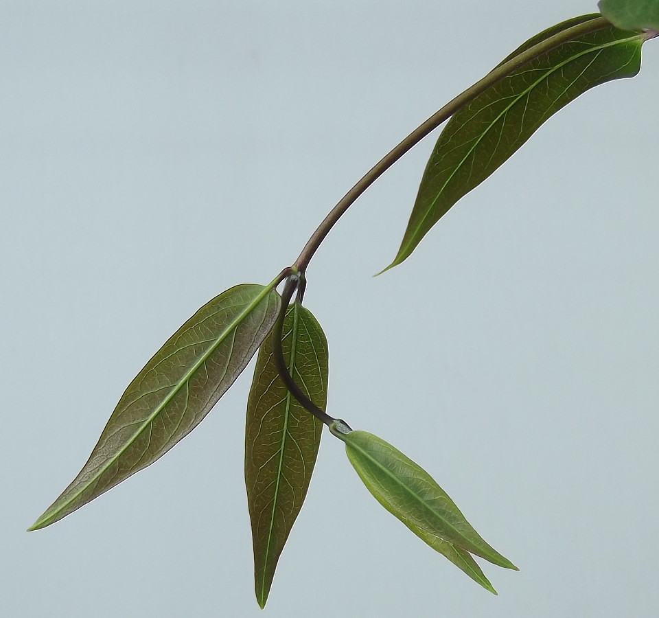 Image of Lonicera acuminata specimen.