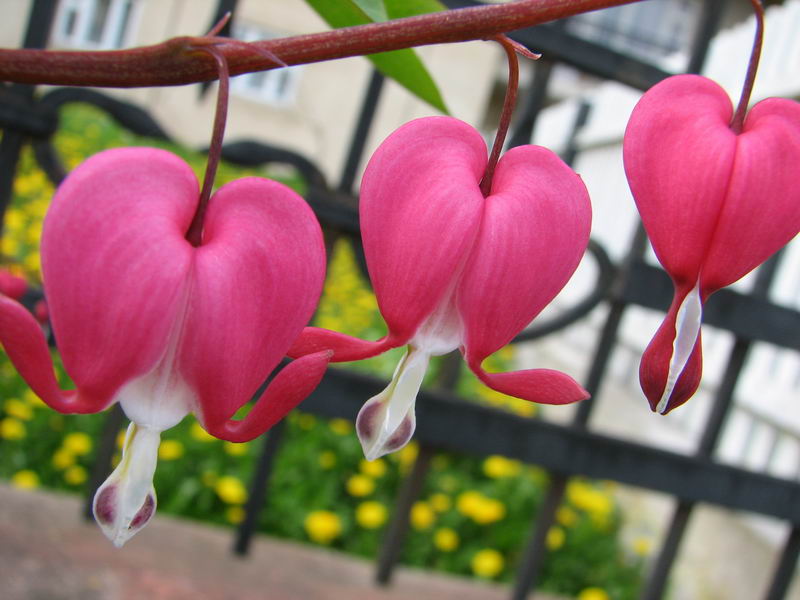 Image of Dicentra spectabilis specimen.