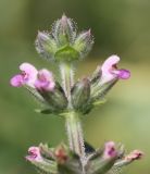 Salvia verbenaca