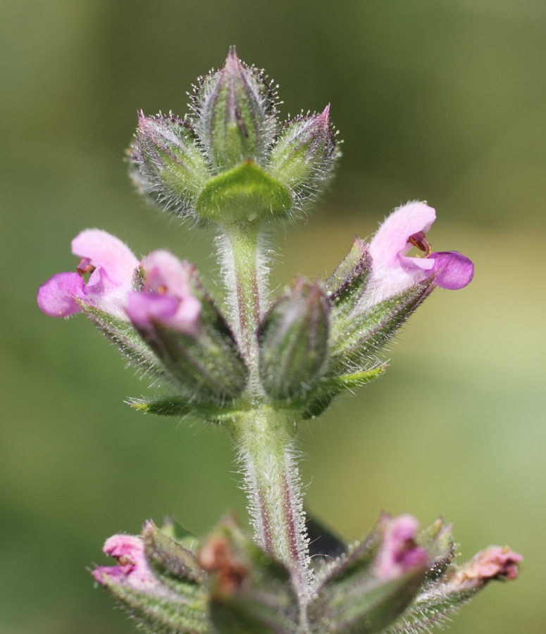 Изображение особи Salvia verbenaca.