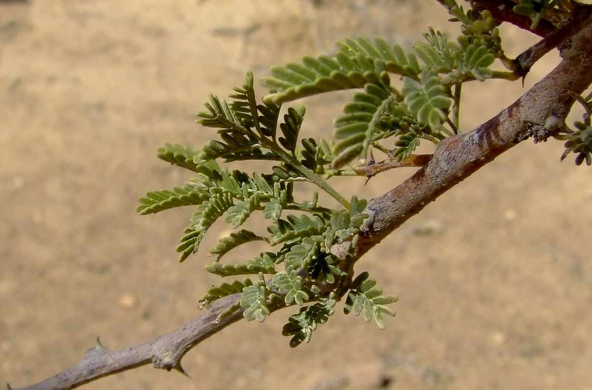 Изображение особи Vachellia tortilis ssp. raddiana.