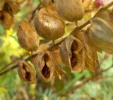 Rhinanthus vernalis