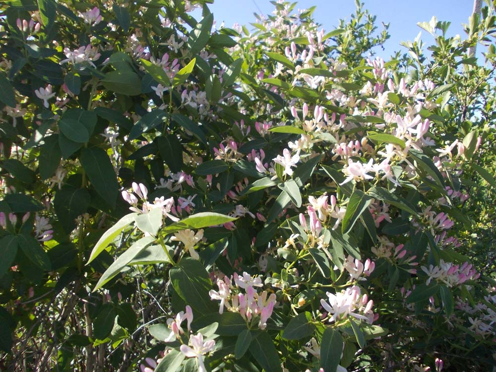 Image of Lonicera tatarica specimen.