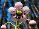 Chimaphila umbellata