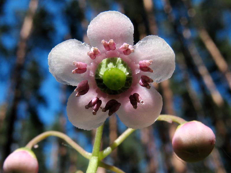 Изображение особи Chimaphila umbellata.