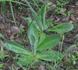 Trommsdorffia maculata. Молодые растения. Карелия, Ладожское озеро, о-в Валаам. 19.06.2012.