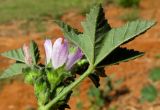 Malva multiflora. Верхушка побега с соцветием. Израиль, Шарон, г. Герцлия, рудеральное местообитание. 17.05.2012.