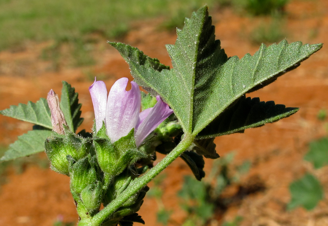 Image of Malva multiflora specimen.