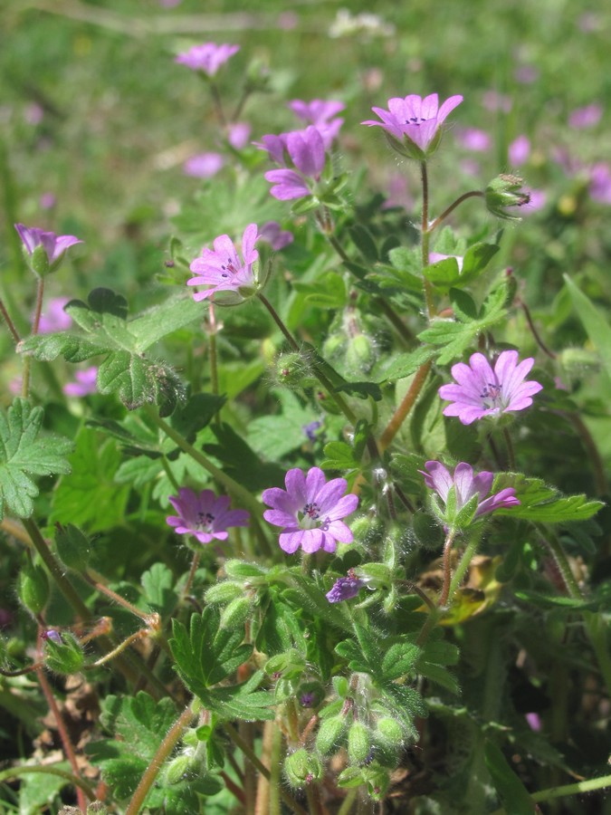 Image of Geranium molle specimen.