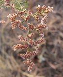 Limonium coralloides