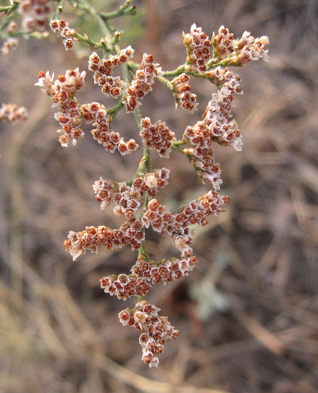 Изображение особи Limonium coralloides.