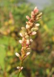 Persicaria × lenticularis. Соцветие. Крым, Симферополь, западный берег Симферопольского водохранилища. 2 августа 2012 г.