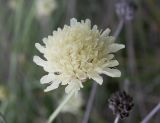 Cephalaria coriacea