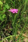 Dianthus armeria. Верхушка побега с цветками. Абхазия, Гагрский р-н, окр. г. Пицунда, рудеральное местообитание. 16.06.2012.