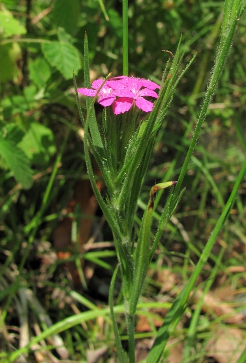 Изображение особи Dianthus armeria.