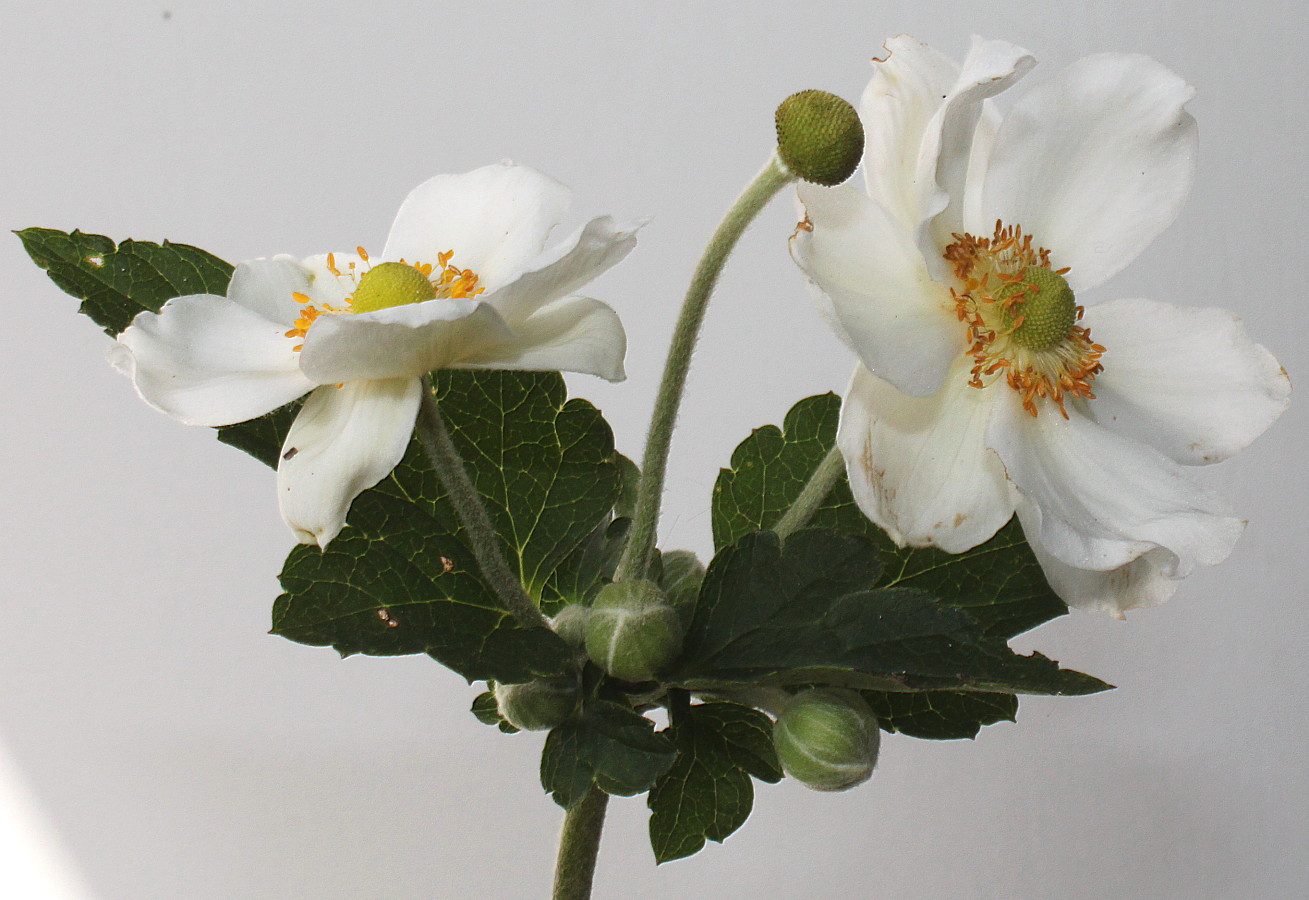 Image of Anemone vitifolia specimen.