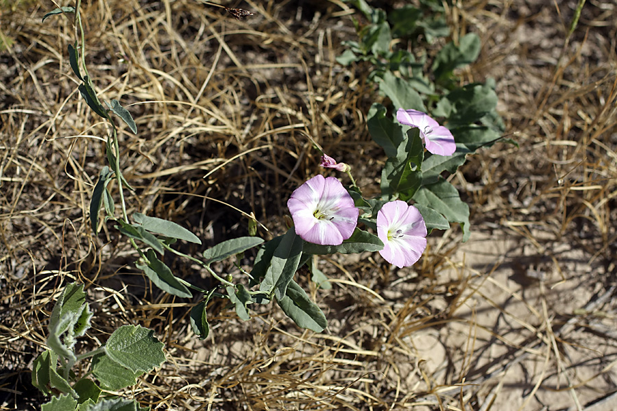 Image of Convolvulus arvensis specimen.